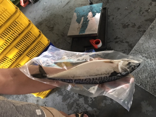嚴選挪威鯖魚(整尾)